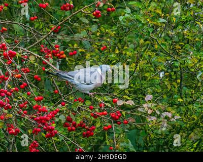 Wood Pigeon Columba palumbus feeding on Crataegus persimilis 'Prunifolia' berries Stock Photo