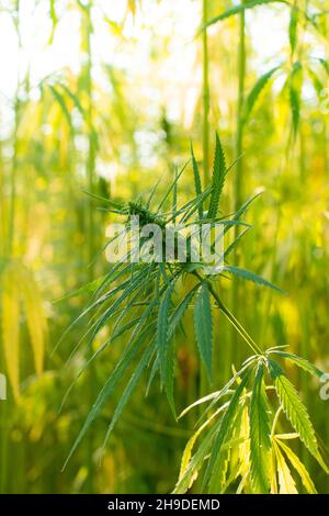 Industrial Hemp stalks on blue sky background Stock Photo