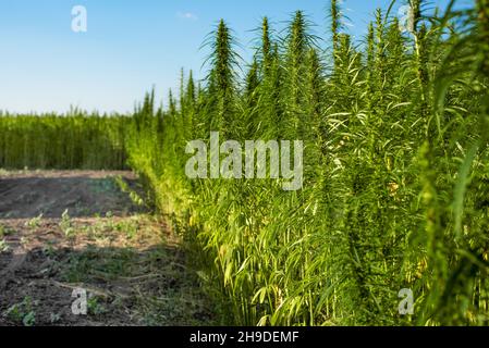 Industrial Hemp stalks on blue sky background Stock Photo