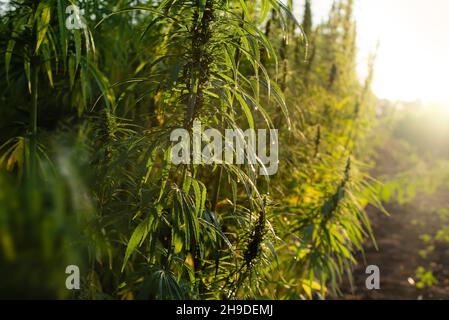 Industrial Hemp stalks on blue sky background Stock Photo