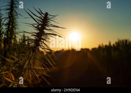 Industrial Hemp stalks on blue sky background Stock Photo