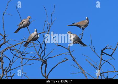 Doves on tree Stock Photo