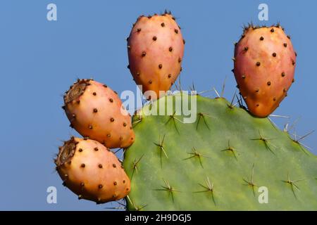 Sabra fruit on a cactus leaf Stock Photo