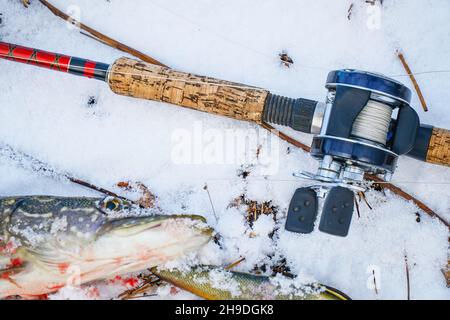 https://l450v.alamy.com/450v/2h9dgk8/spinning-rod-with-baitcasting-reel-bait-and-caught-a-pike-lying-on-the-snow-in-the-winter-2h9dgk8.jpg