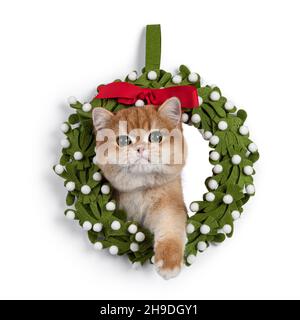 Adorable golden shaded British Shorthair, looking through fake christmas wrath. Looking towards camera with beautiful eyes. Isolated on a white backgr Stock Photo