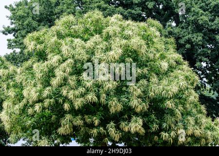 Large branches with decorative green flowers and leaves of Sweet chestnut tree (latin Castanea sativa) in a British garden in a sunny summer day, beau Stock Photo