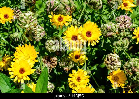 Many vivid yellow orange flowers of Calendula officinalis plant, known as pot marigold, ruddles, common or Scotch marigold in a sunny summer garden, t Stock Photo