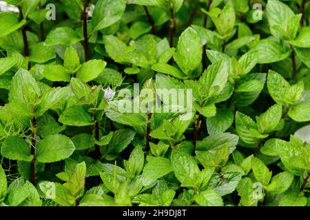 Many fresh green mint leaves in direct sunlight, in a herbs garden, in a sunny summer day, beautiful outdoor monochrome background photographed with s Stock Photo