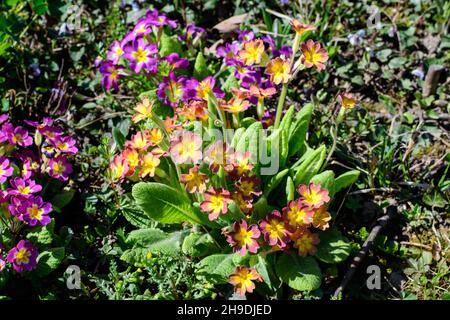 Many vivid pink and yellow flowers of primula plant also known as cowslip or common cowslip primrose in a sunny spring garden, beautiful outdoor flora