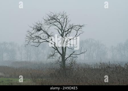 Big tree with a nest in the branches nestled in a countryside landscape with fog and mist typical of northern italy, Po valley - Winter season Stock Photo