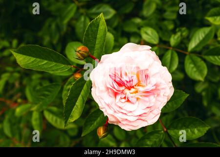 Chic bud of cream rose against a background of dark green foliage Stock Photo