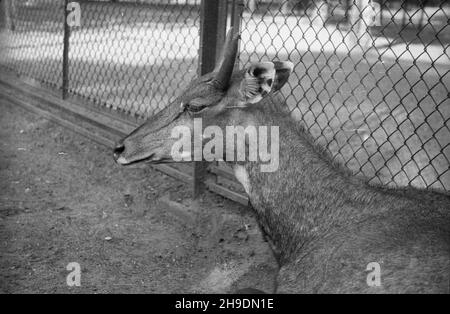 Poznañ, 1947-10. Stare zoo. Poznañskie zoo tu¿ po wojnie przejê³o okazy ze zniszczonego podczas walk zoo we Wroc³awiu, a tak¿e likwidowanego ogrodu w Lesznie. Nz. antylopa nilgau. wb/gr  PAP    Dok³adny dzieñ wydarzenia nieustalony.      Poznan, Oct. 1947. The old zoo. After WW2 the Poznan's zoo adopted animals from Wroclaw's zoo destroyed during WW2 as well as from the liquidated zoological garden in Leszno. Pictured: a nilgau antelope.  wb/gr  PAP Stock Photo