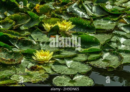 Yellow water lily, Nymphaea mexicana, in the lake of Bergpark Wilhelmshöhe. Kassel, Bergpark Wilhelmshöhe, Germany
