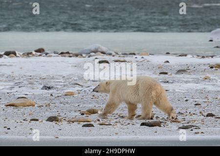 Canada, Manitoba, Churchill. Lone polar bear (WILD: Ursus maritimus) along the coast of Hudson's Bay just as it is starting to freeze. Stock Photo
