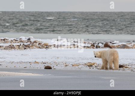 Canada, Manitoba, Churchill. Lone polar bear (WILD: Ursus maritimus) along the coast of Hudson's Bay just as it is starting to freeze. Stock Photo
