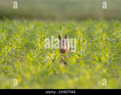 A Brown Hare running through a field of Maize for pheasant cover .  - Suffolk , UK Stock Photo