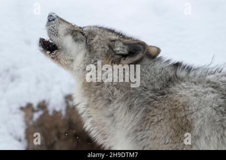 USA, Wyoming, Yellowstone National Park. Gray wolf (Canis Lupus) Stock Photo