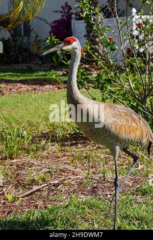 Sandhill crane walking, leg motion, large bird, wildlife, nature, animal, backyard, Grus canadensis; Florida, Venice, FL, spring Stock Photo