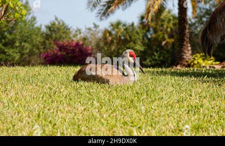 Sandhill crane, sitting on grass, backyard, large bird, wildlife, animal, nature, Grus canadensis; Florida, Venice, FL, spring Stock Photo