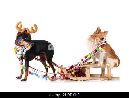 miniature pinscher and chihuahua in front of white background Stock Photo