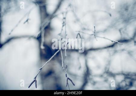 Birch branches in hoarfrost and snow in the winter. Winter background.The trees are covered with frost. Winter frosty landscape. Stock Photo