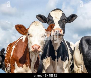 Two cows side by side, tender portrait of two cows, lovingly together, with dreamy eyes, red and black and white with cloudy sky background Stock Photo