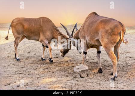 Two Eland bulls locking horns. Stock Photo