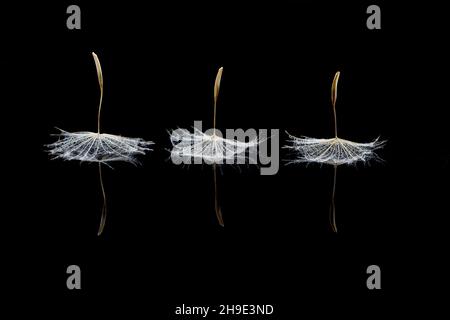 Seeds from salsify clock like dancers on black Stock Photo