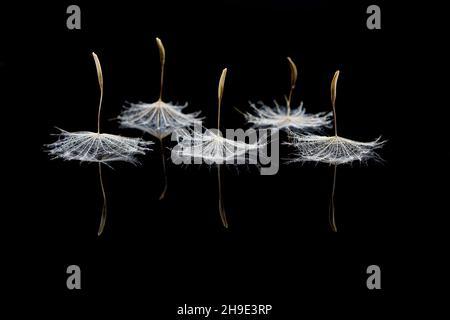 Seeds from salsify clock like dancers on black Stock Photo