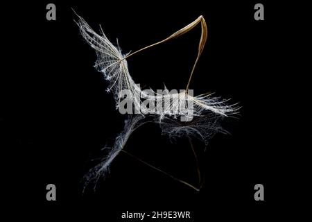 Seeds from salsify clock on black Stock Photo