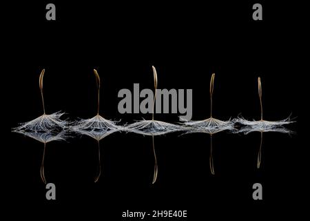 Seeds from salsify clock like dancers on black Stock Photo
