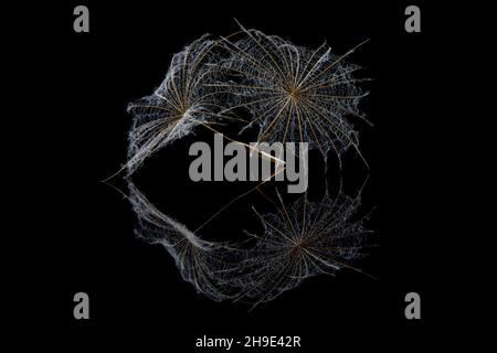 Seeds from salsify clock on black Stock Photo