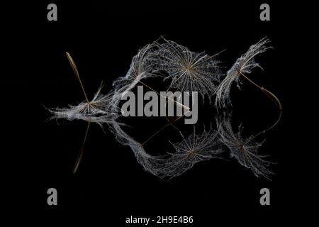 Seeds from salsify clock on black Stock Photo