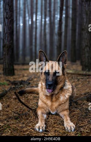 Senior German Shepherd Dog Portrait in Forest. Stock Photo
