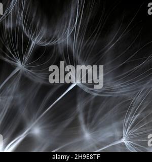 Seeds from salsify clock on black Stock Photo