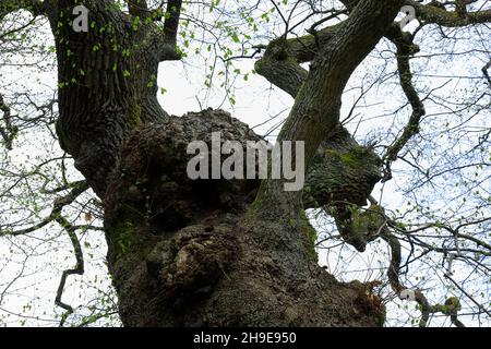 An old tree with its thick and twisting branches. Stock Photo