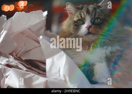 Cute Ragamuffin Purebred Cat Sitting on a pile of crumpled cushioning paper Stock Photo