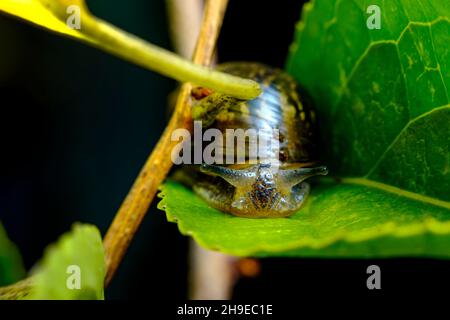 Closeup macro amber snail showing antenna on leaf in natural habitat Stock Photo