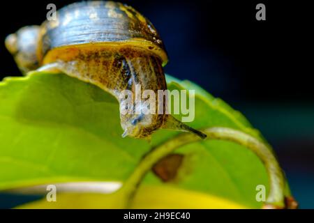 Closeup macro amber snail showing antenna on leaf in natural habitat Stock Photo
