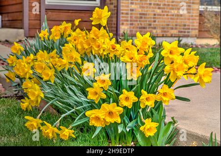 A cluster of solid yellow daffodils in full flower stationed as an edging to a sidewalk. Stock Photo