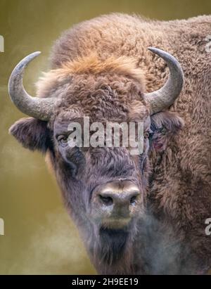 a wild bison on a cold day with steam breath Stock Photo