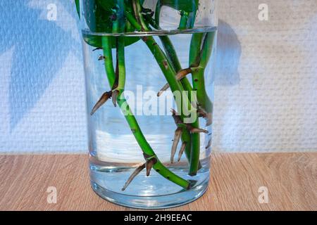 Stems of a plant are placed in a glass of water and develop new roots. Making cuttings. Stock Photo