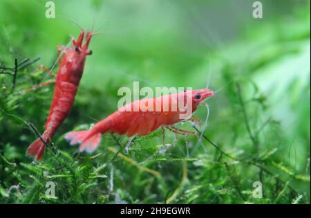 Red cherry shrimp in a planted aquarium Stock Photo