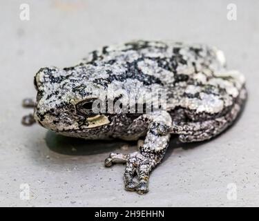 Tree frog that looks camouflaged against the gray deck railing in the springtime. Stock Photo