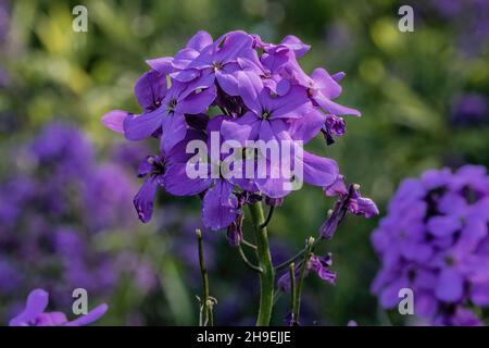 Close up of dame's rocket wildflower in the springtime, Dresser, Wisconsin USA. Stock Photo