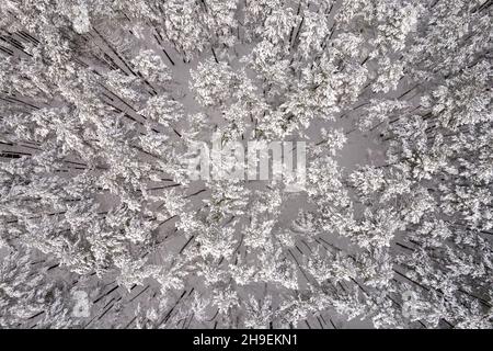 Aerial view of frosty white winter pine forests and birch groves covered with hoarfrost and snow. Drone photo of high trees in mountains at winter time. Christmas theme background. Idyllic landscape Stock Photo
