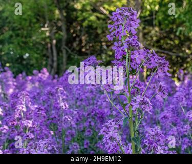 Dame's rocket blooming in the springtime in Dresser, Wisconsin Stock Photo