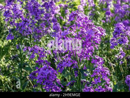 Dame's rocket blooming in the springtime in Dresser, Wisconsin Stock Photo