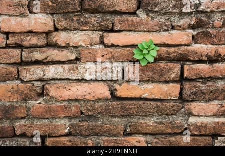 Brick pattern. Old brick wall with cracks and scratches. Vintage house facade Stock Photo