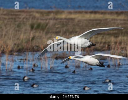 Two Whooper Swans in flight over wetlands Stock Photo
